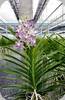Vanda Kryra Green
